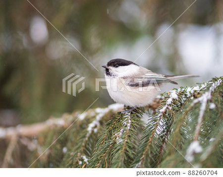Cute bird the willow tit, song bird sitting on the fir branch with snow in winter 88260704