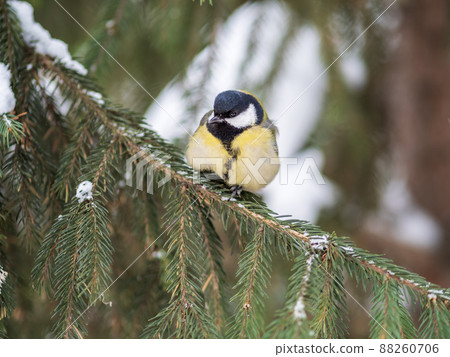 Cute bird Great tit, songbird sitting on the fir branch with snow in winter Cute bird Great tit, songbird sitting on the fir branch with snow in winter 88260706