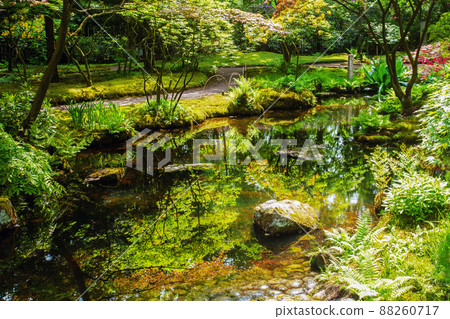 Awe blossom of  pink and yellow rhododendrons and other plants in Japanese garden  in the Hague - reflections in water and stones  88260717