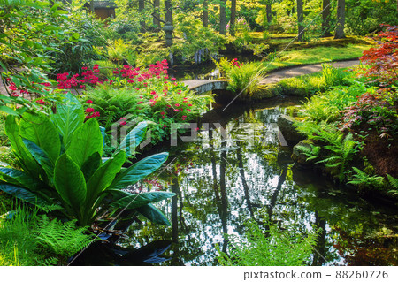 Awe blossom of  yellow rhododendrons and other plants  in  Japanese garden  inthe Hague 88260726