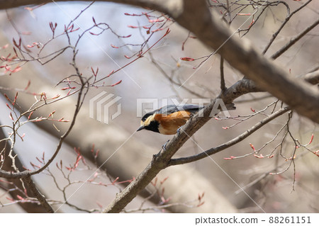 觀鳥 各種山雀 88261151