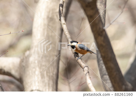 Bird watching Varied tit 88261160