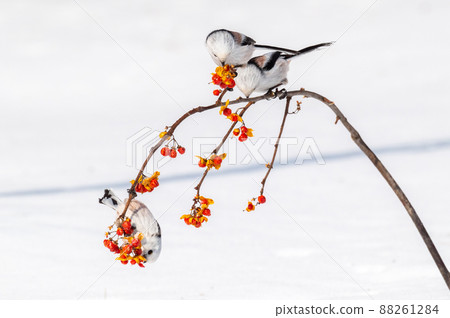 Snow Fairy @ Shimaenaga 88261284