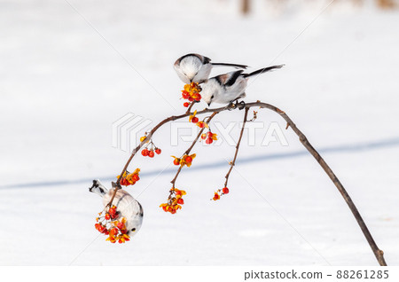 Snow Fairy @ Shimaenaga 88261285