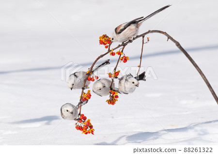 雪仙@島永 88261322