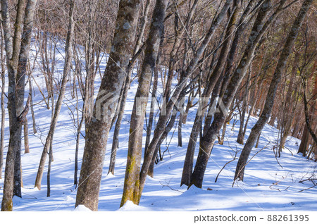 Image of winter mountains, snowy mountain road (Kurodake, Yamanashi Prefecture) 88261395
