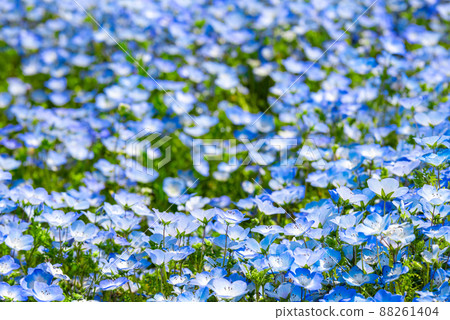 Nemophila 盛開的田野_春天(茨城縣日立海濱公園) Nemophila 盛開的田野_春天(茨城縣日立海濱公園) 88261404