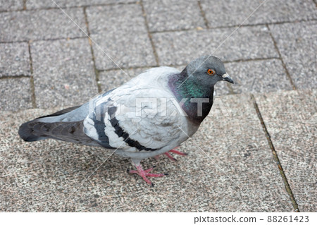 Pigeon rock pigeon 88261423