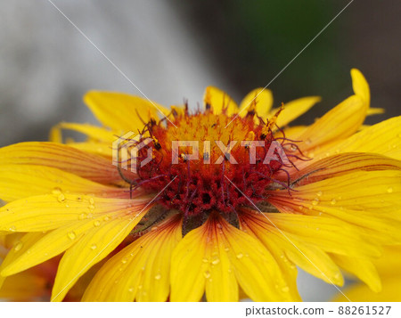 Indian blanket up 88261527