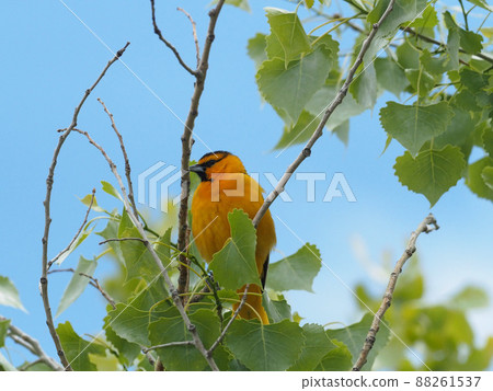 Male block Oriole perching on a branch of an Aspen tree 88261537