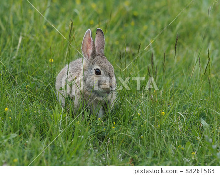 棉尾兔幼崽仍在綠色草地上 88261583