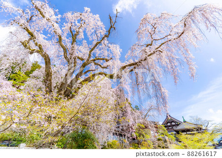 Weeping cherry tree at Kuonji Temple in Minobu [Yamanashi Prefecture] 88261617