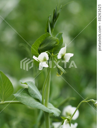 White snappy flowers White snappy flowers 88261625