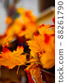 close up shot of autumn maple leaves orange background  88261790