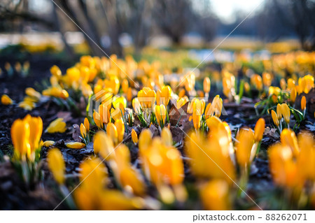 The first beautiful yellow crocuses blooming in the spring garden, in park in sunset. Defocused 88262071
