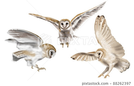 Watercolor set flying owl barn owl. A realistic illustration of an owl. White bird with beige wings and head nocturnal bird 88262397