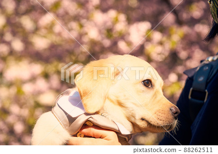Cute Labrador Retriever in suit with sakura blooming flowers behind 88262511