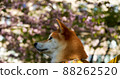 Shiba Inu looks to the left in park with blooming sakura behind him  88262520