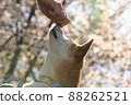 Shiba Inuduring training in the park with blooming sakura behind 88262521