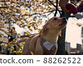 Cute Labrador Retriever in suit with sakura blooming flowers behind 88262522