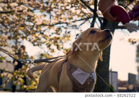 Cute Labrador Retriever in suit with sakura blooming flowers behind 88262522