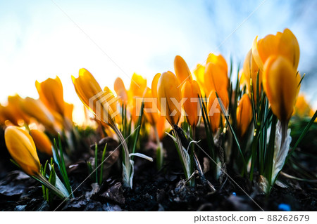 The first beautiful yellow crocuses blooming in the spring garden, in park in sunset. Defocused 88262679