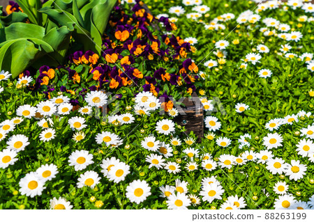 春天的花壇月子城山公園 88263199