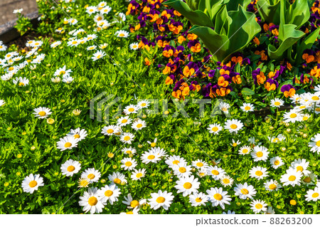 Spring flowerbed Tsukuiko Shiroyama Park Spring flowerbed Tsukuiko Shiroyama Park 88263200