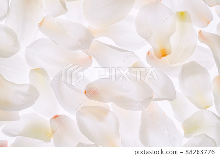 Sunlight seeping through the magnolia petals - Stock Photo