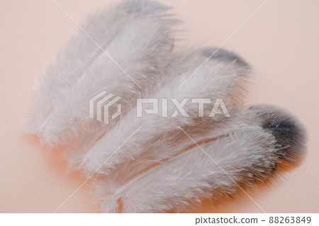 Feather texture background Feather texture background 88263849