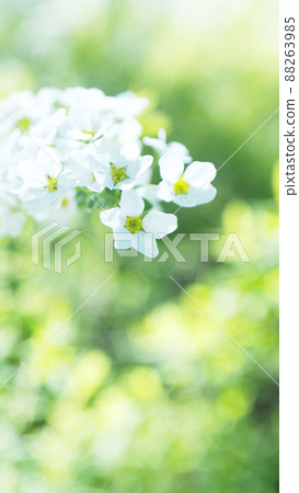 繡線菊特寫 88263985