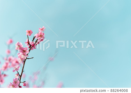 Blue sky and plum tree flowers in full bloom Blue sky and plum tree flowers in full bloom 88264008