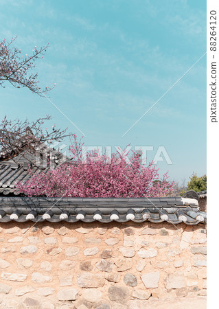 Plum tree on the tiled wall of a traditional Korean house 88264120