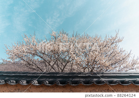 Plum tree on the tiled wall of a traditional Korean house Plum tree on the tiled wall of a traditional Korean house 88264124