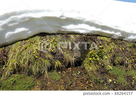 Adonis ramosa that blooms after the thaw, Tadami Town, Fukushima Prefecture Adonis ramosa that blooms after the thaw, Tadami Town, Fukushima Prefecture 88264157