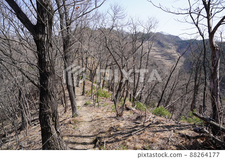從桐生市菱町攀登千人岳登山路線。黑川左岸山脊上的千人嶽山道 從桐生市菱町攀登千人岳登山路線。黑川左岸山脊上的千人嶽山道 88264177