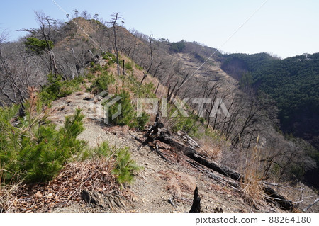 從桐生市菱町攀登千人岳登山路線。黑川左岸的千人嶽山道，2014年森林大火的痕跡 88264180