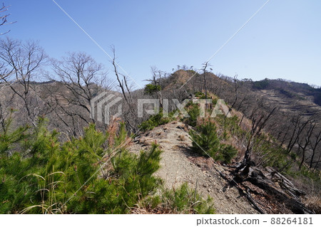 從桐生市菱町攀登千人岳登山路線。黑川左岸的千人嶽山道，2014年森林大火的痕跡 88264181