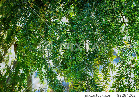 eastern hemlock hanging over and upclose 88264202