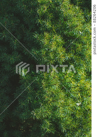 A white spruce with the sun shining brightly 88264206