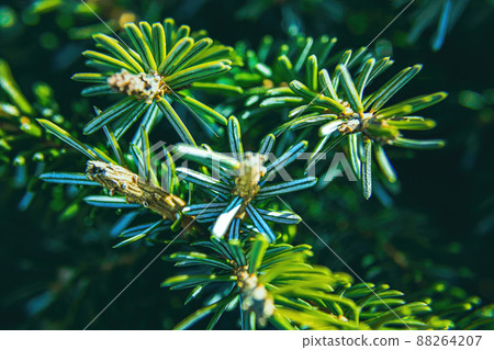 Close up of pine needles of a serbian spruce Close up of pine needles of a serbian spruce 88264207