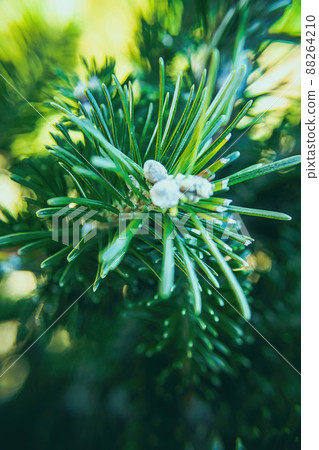 Close up of pine needles of a serbian spruce 88264210