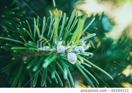 Close up of pine needles of a serbian spruce 88264211