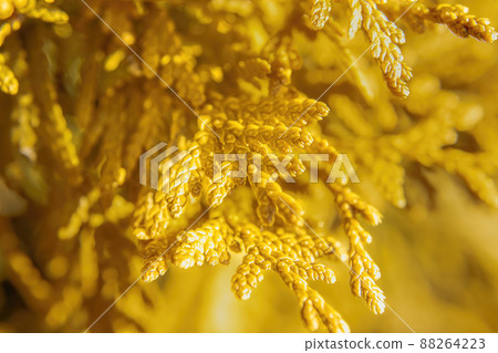 Evergreen conifer with yellow foliage up close 88264223