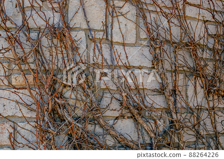 Climbing hydrangea in spring before temperatures change Climbing hydrangea in spring before temperatures change 88264226