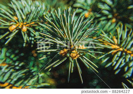 Close up of pine needles with prickly looks 88264227