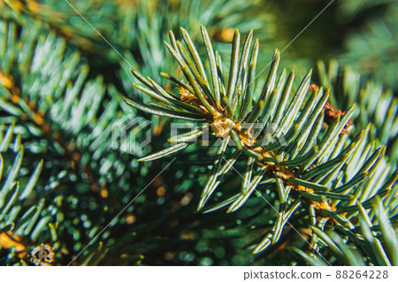 Close up of pine needles with prickly looks Close up of pine needles with prickly looks 88264228