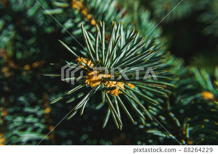 Close up of pine needles with prickly looks Close up of pine needles with prickly looks 88264229