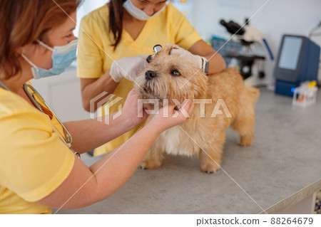 Photo of routine examination of dog at doctor office Photo of routine examination of dog at doctor office 88264679