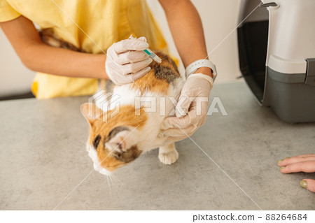 Woman veterinarian giving injection to cat in animal hospital Woman veterinarian giving injection to cat in animal hospital 88264684